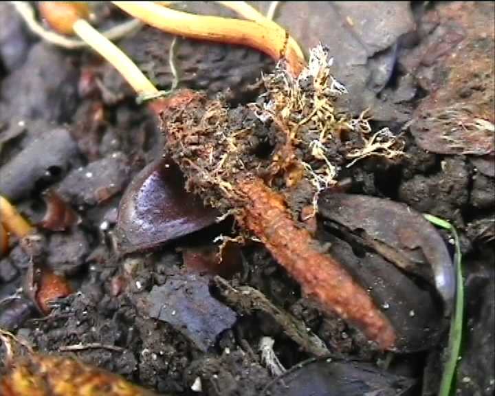 Cordyceps gracilis   4  Giugno  2004